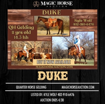 HorseID: 2271159 Duke* - PhotoID: 1042548
