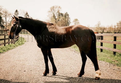 HorseID: 2271164 Blazins Miss Gloria Z “Gloria” - PhotoID: 1042569