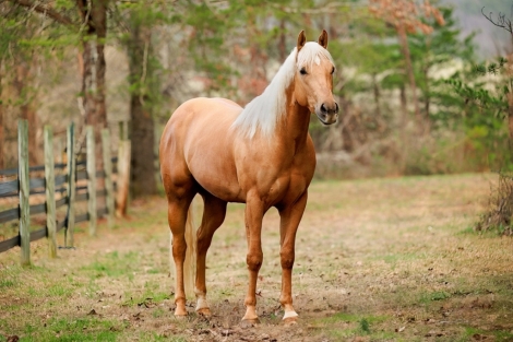 HorseID: 2271216 Peppy Voodoo Rey - PhotoID: 1042619