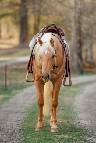 HorseID: 2271216 Peppy Voodoo Rey - PhotoID: 1042621