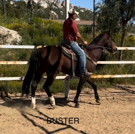 HorseID: 2271465 Buster - PhotoID: 1042953