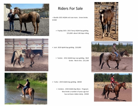HorseID: 2271528 Truckload Production Sale - PhotoID: 1043032