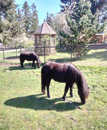 HorseID: 2271542 Maggie and Willow - PhotoID: 1043037