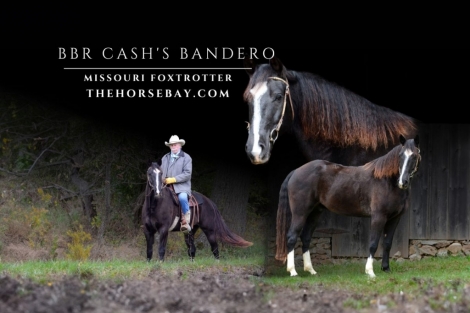 HorseID: 2271574 BBR CASH’S BANDERO - PhotoID: 1043063