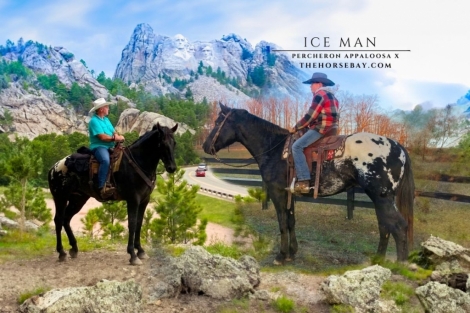 HorseID: 2271578 Ice Man - PhotoID: 1043077