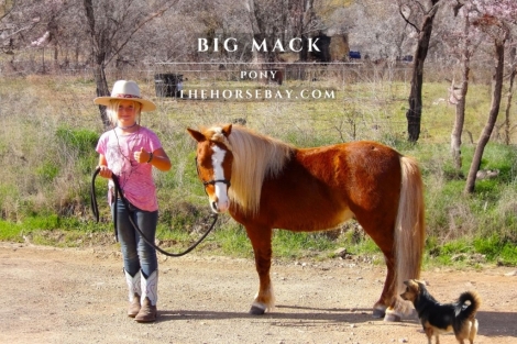 HorseID: 2271580 Big Mack - PhotoID: 1043081