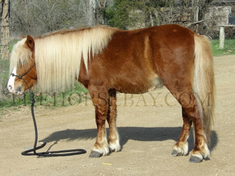 HorseID: 2271580 Big Mack - PhotoID: 1043083