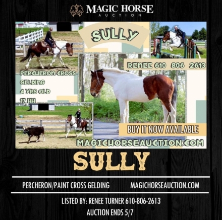 HorseID: 2271610 Sully - PhotoID: 1043122