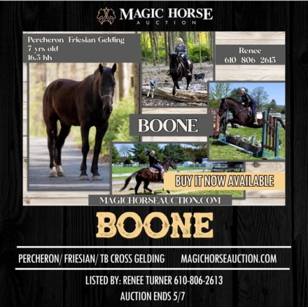HorseID: 2271612 Boone - PhotoID: 1043123