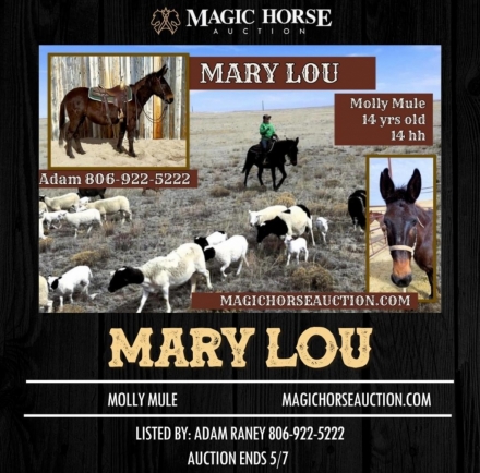 HorseID: 2271618 Mary Lou - PhotoID: 1043142