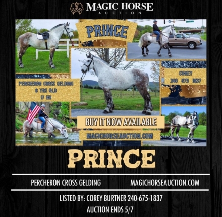 HorseID: 2271626 Prince - PhotoID: 1043146