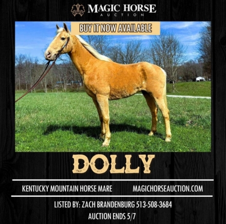 HorseID: 2271628 Dolly - PhotoID: 1043148
