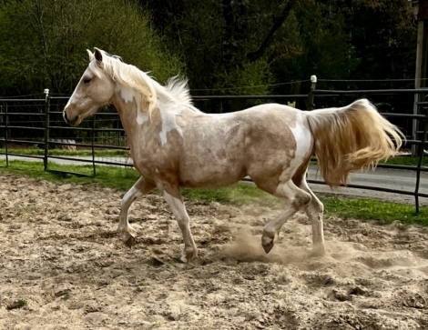 HorseID: 2271629 Spring Water Pearl - PhotoID: 1043149