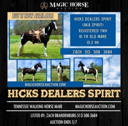 HorseID: 2271630 Hicks Dealers Spirit - PhotoID: 1043150