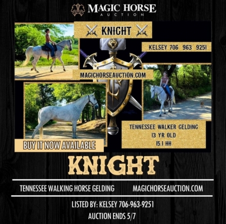 HorseID: 2271631 Knight - PhotoID: 1043151
