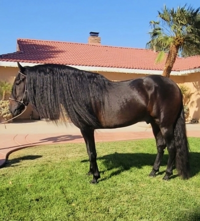 HorseID: 2271726 El Rey - PhotoID: 1043252