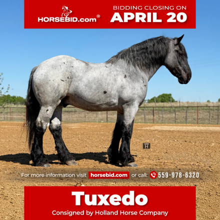 HorseID: 2271746 Tuxedo - PhotoID: 1043303