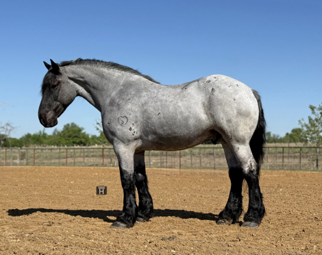 HorseID: 2271746 Tuxedo - PhotoID: 1043304