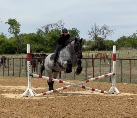 HorseID: 2271746 Tuxedo - PhotoID: 1043305