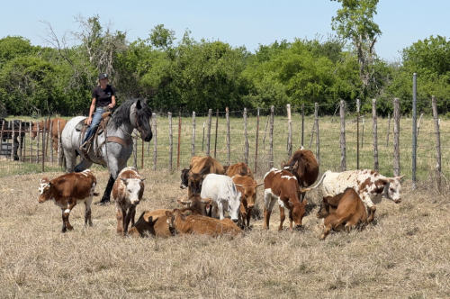 HorseID: 2271746 Tuxedo - PhotoID: 1069856