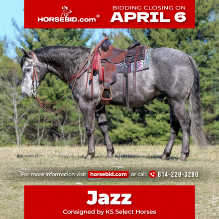 HorseID: 2271747 Bucks Jazzy Joe - PhotoID: 1043299
