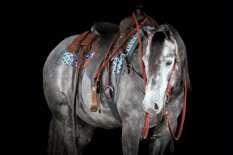 HorseID: 2271747 Bucks Jazzy Joe - PhotoID: 1043300