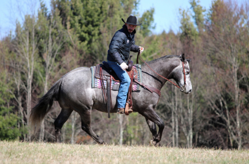 HorseID: 2271747 Bucks Jazzy Joe - PhotoID: 1043301