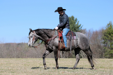 HorseID: 2271747 Bucks Jazzy Joe - PhotoID: 1089903