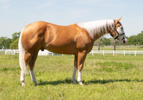 HorseID: 2271897 Deluxe Chrome - PhotoID: 1043543