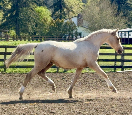 HorseID: 2273831 Vindication - PhotoID: 1086043