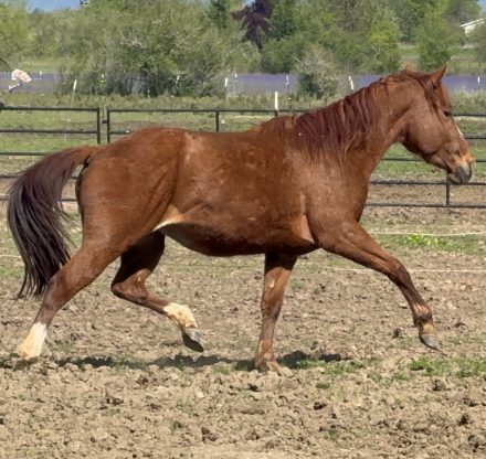 HorseID: 2273833 The sour patch kid - PhotoID: 1083268