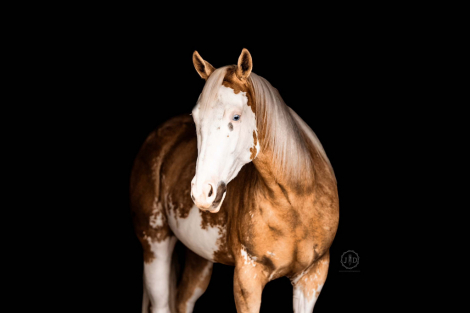 HorseID: 2275753 COMPANYS PROPHET - PhotoID: 1048796