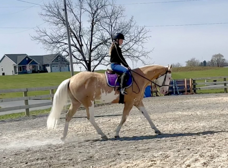 HorseID: 2275753 COMPANYS PROPHET - PhotoID: 1048797