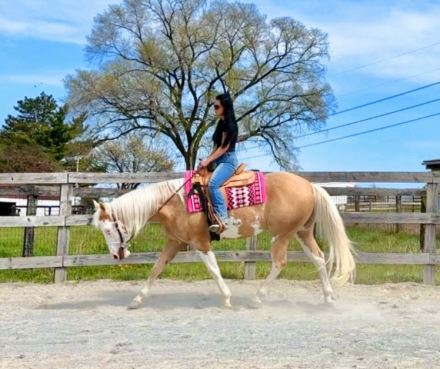 HorseID: 2275753 COMPANYS PROPHET - PhotoID: 1048798