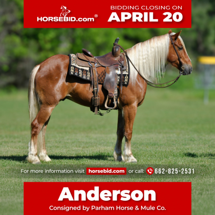 HorseID: 2275754 ANDERSON - PhotoID: 1048799