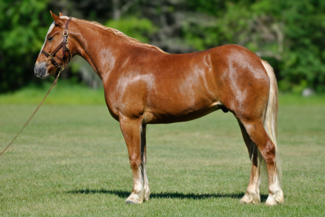 HorseID: 2275754 ANDERSON - PhotoID: 1048800