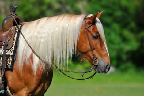 HorseID: 2275754 ANDERSON - PhotoID: 1067946