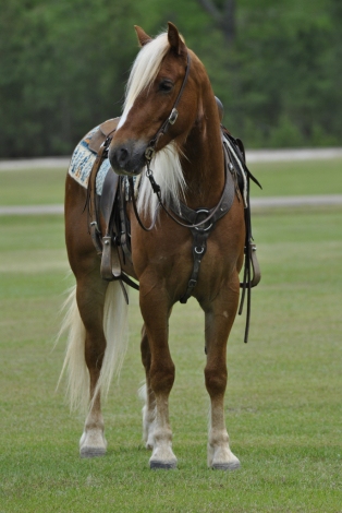 HorseID: 2275754 ANDERSON - PhotoID: 1093487