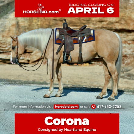 HorseID: 2275761 Meradas Lil Corona - PhotoID: 1048791