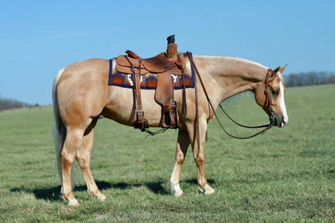 HorseID: 2275761 Meradas Lil Corona - PhotoID: 1048792