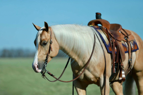 HorseID: 2275761 Meradas Lil Corona - PhotoID: 1070286