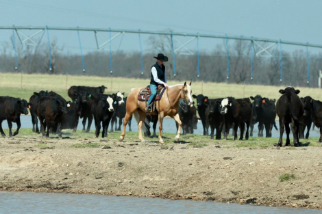 HorseID: 2275761 Meradas Lil Corona - PhotoID: 1070287