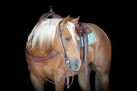 HorseID: 2275761 Leo’s Fast Frenchman - PhotoID: 1048792