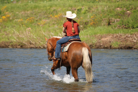 HorseID: 2275761 Leo’s Fast Frenchman - PhotoID: 1070286