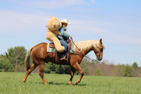 HorseID: 2275761 Leo’s Fast Frenchman - PhotoID: 1070287