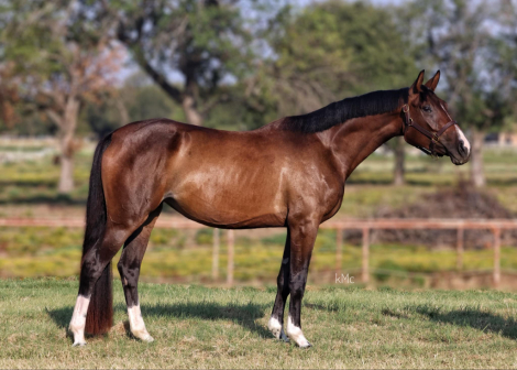 HorseID: 2279580 Reece - PhotoID: 1095736