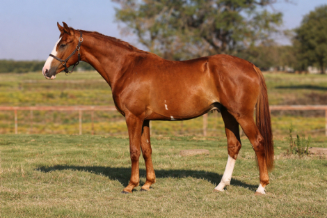 HorseID: 2279649 Sky Colt - PhotoID: 1095737