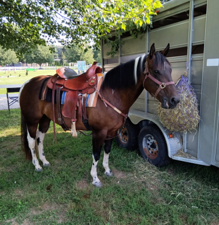HorseID: 2279959 Diaman H Risky Play - PhotoID: 1096986