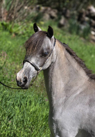 HorseID: 2279988 Clayburys Pop Riva Reign - PhotoID: 1096777