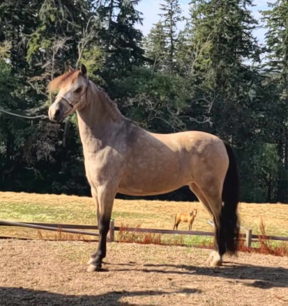 HorseID: 2279988 Clayburys Pop Riva Reign - PhotoID: 1096778